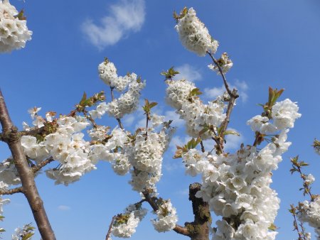 Fleurs de cerisier.