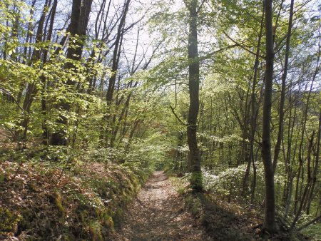 Dans le Bois des Rivoires.