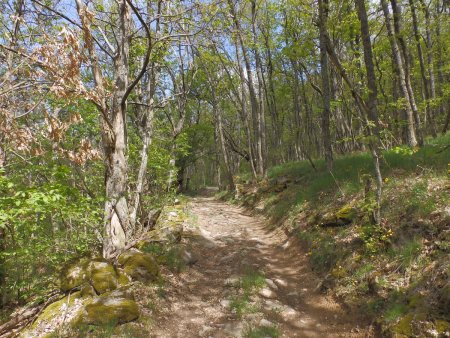 Passage dans un bois. 