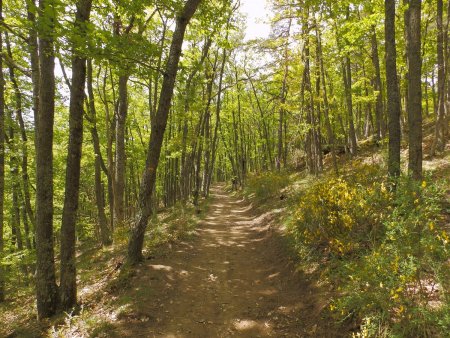 En forêt...