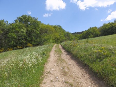 En direction du Bois de la Voune.