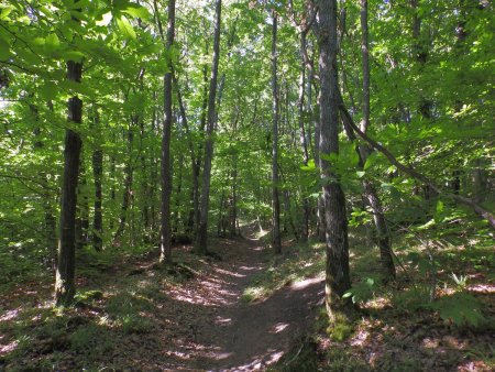 En forêt.