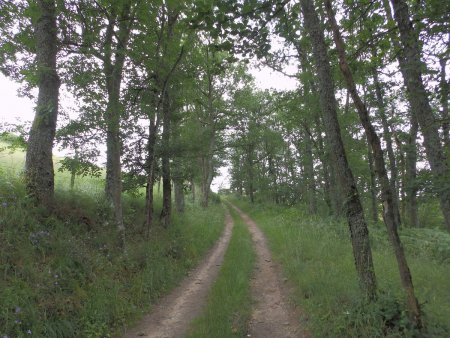 On arrive à la sortie du bois.