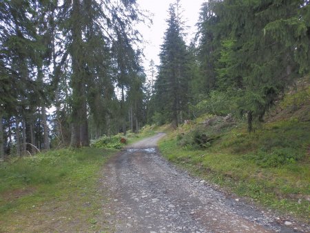 On retombe sur la piste forestière.