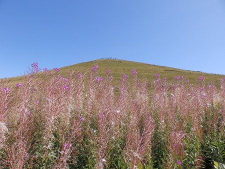 Epilobes et Crêt de l’Aigle.