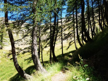 Accès à la prairie.