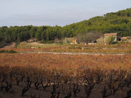 Les vignes de la Nartette