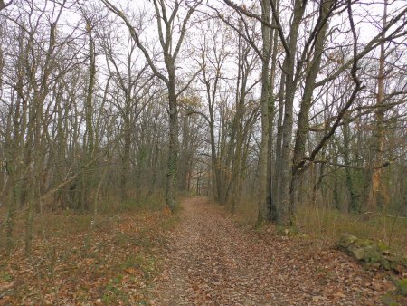 Descente en forêt.