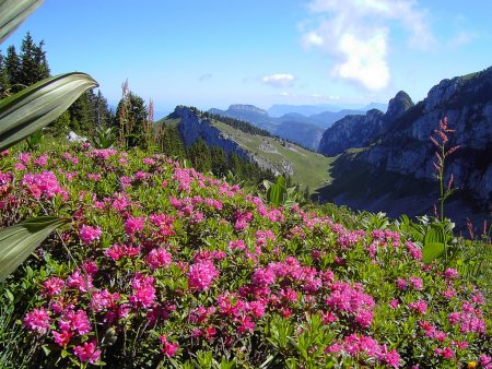 Rhododendrons au Col de Mauvernay.