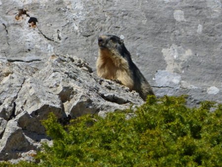 De nombreuses marmottes dans cette zone herbeuse