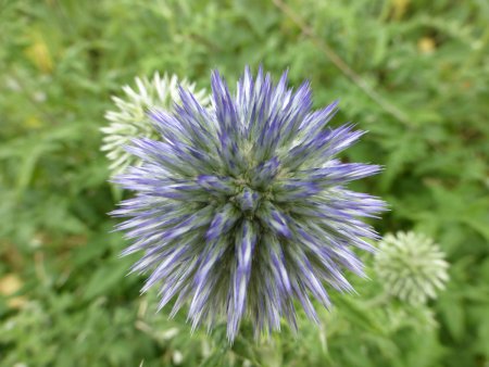 Echinops