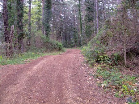 Route forestière