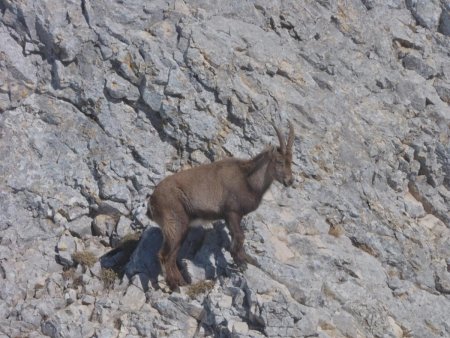 Jeune bouquetin mâle au Pas Ernadant.