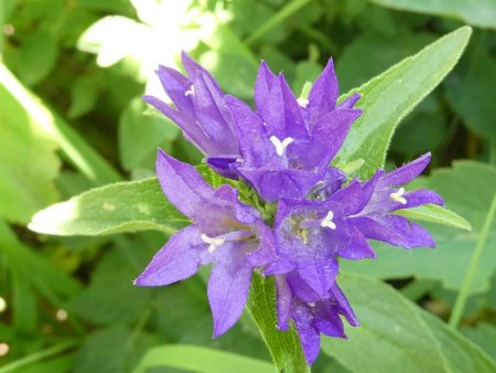 Campanule agglomérée 