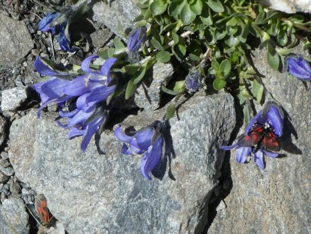 Campanules du Mont Cenis et Zygènes