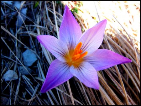 Crocus.