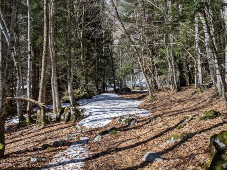 Sur la piste, la forêt va s’éclaircir pour pouvoir repérer facilement les dalles.