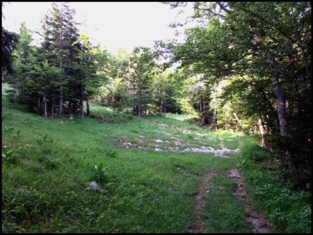 Clairière sur le Chemin A. Pinataire.