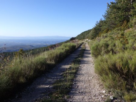 La longue route forestière de Mouresse.