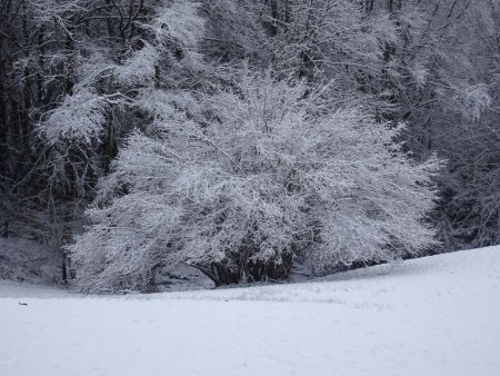 Sur le chemin arboré