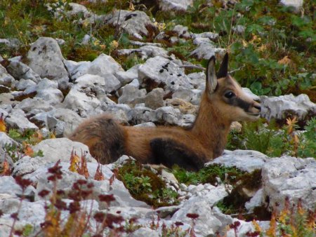 Petit chamois au repos