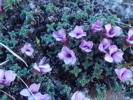 saxifrage oppositifolia