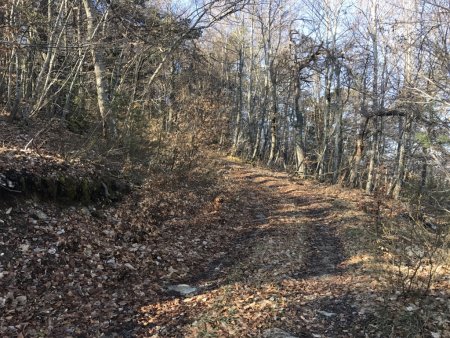 Toujours en sous-bois