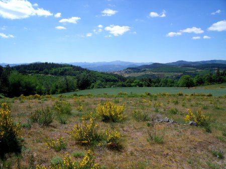 En allant voir les Cabanes dans les arbres