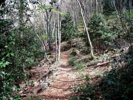 Bon sentier en forêt