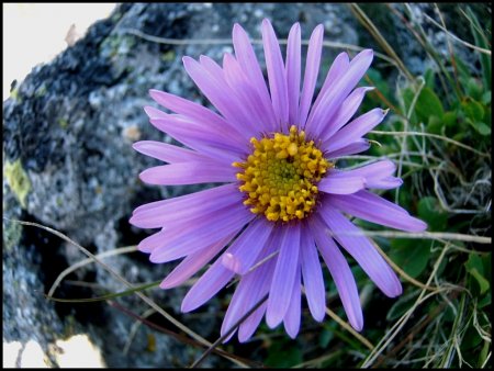 Aster des Alpes.