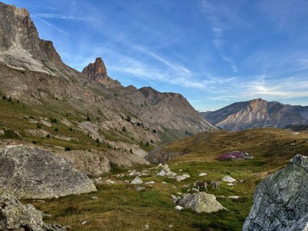 Les ânes à la bergerie supérieur de Mary