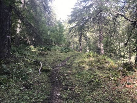 Sentier en forêt