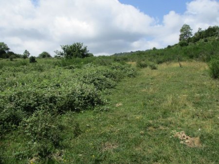 Vers le haut, il faudra jongler avec les espaces herbeux.