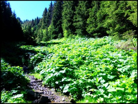 Dans la Combe Oursière.