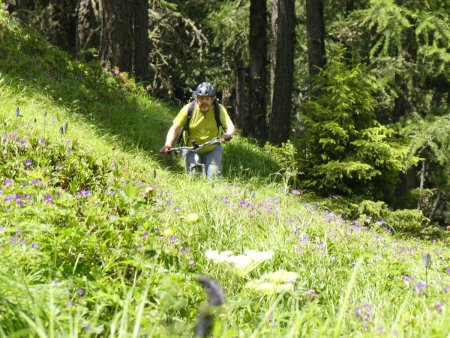 VTT dans la mélèzeraie