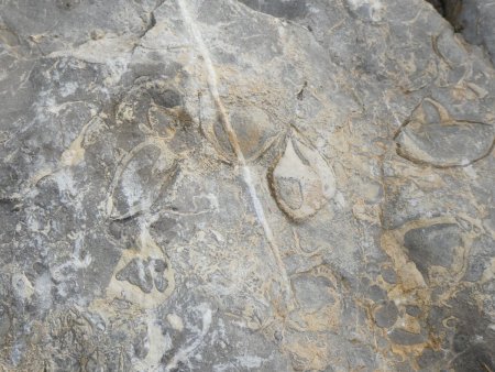 Calcaire à nummulite, c’était la mer ici avant !