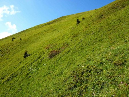 Dans la zone supérieure, il n’y a plus que de l’herbe : c’est magique !