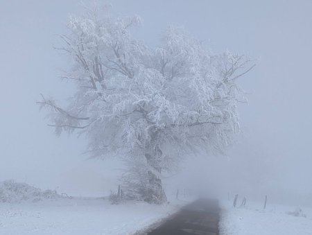 Nature gelée