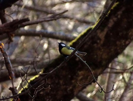 Mésange bavarde 