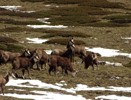 Les chamois dans la Prairie des Ayes.