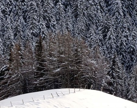 L’orée de la belle forêt chartrousine.