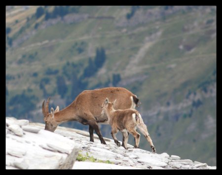 Bouquetin et son bébé