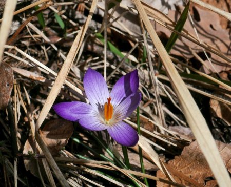 Le premier crocus !