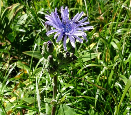 Fleur de laitue.