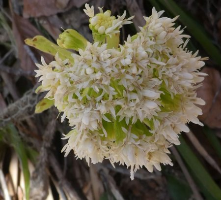 Pétasite blanc