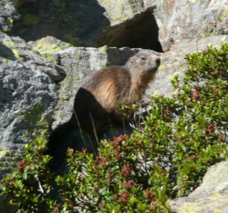 Elles se trouvaient dans les blocs rocheux