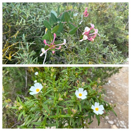  Fleurs méditerranéennes.