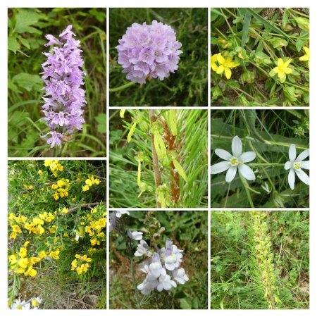 Fleurs rencontrées en chemin